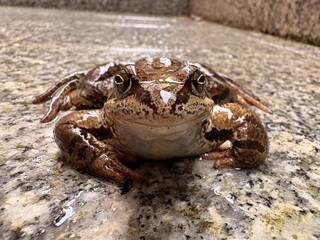 frog on the ground