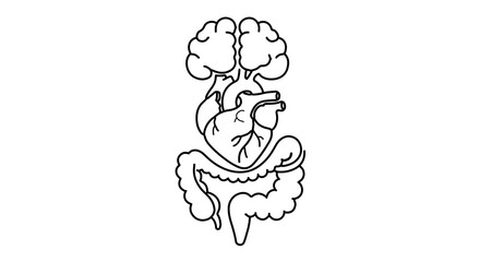 Human organs line art illustration, a simple and anatomical representation