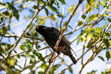 Australian Common Starling (Sturnus vulgaris) perched on a branch