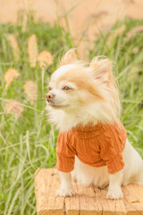 A white and red Chihuahua dog with long hair on a nature background in the garden.