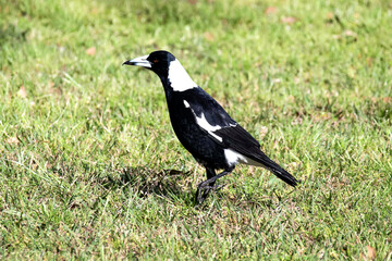 Australian Magpie (Gymnorhina tibicen) stands on green grass