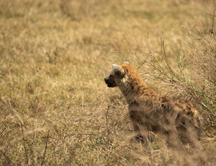 Spotted hyena standing alert in tall grass on the savannah in Ngorongoro Crater, Tanzania.