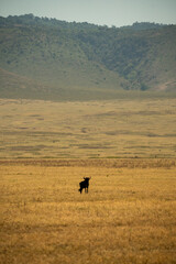Lone wildebeest standing on open plains with dramatic mountain backdrop in Ngorongoro Crater, Tanzania.