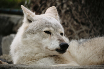 A white wolf lying down, looking calm and relaxed in its enclosure.