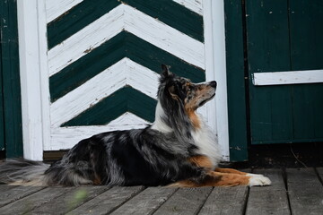 Schöner bunter langhaariger Colli vor einer grün weiß gestreiften Tür