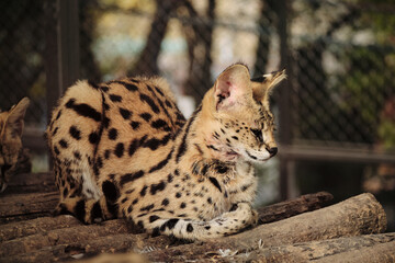 A serval cat resting calmly on a log in Belgrade zoo.