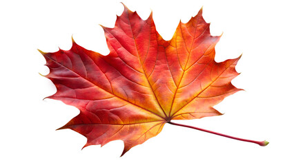 Fototapeta premium A single red maple leaf isolated on transparent background, showcasing the vibrant colors and intricate details of autumn foliage