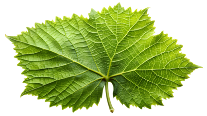 Closeup of a vibrant green grape leaf isolated on transparent background, showcasing its intricate vein structure and textured surface in detail