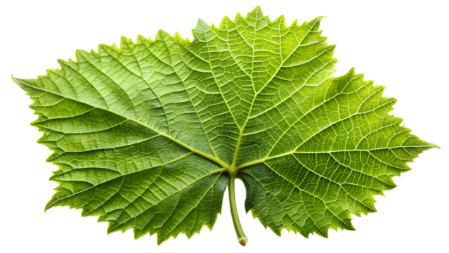 Closeup of a vibrant green grape leaf isolated on transparent background, showcasing its intricate vein structure and textured surface in detail