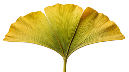 A golden ginkgo biloba leaf, displaying its unique fan shape and delicate venation, isolated on transparent background, capturing the essence of autumn