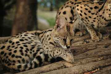 A serval cat licking its paw while resting on wooden logs in the zoo.