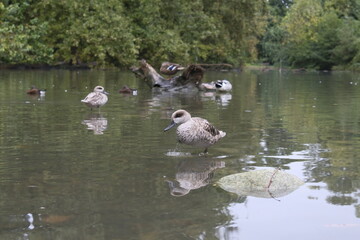 Parco cittadino con uccelli
