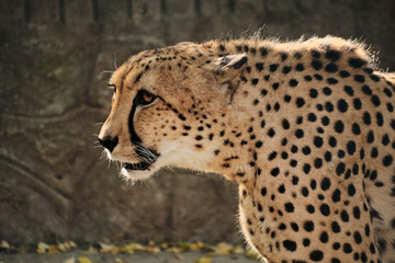 Cheetah in profile view at Belgrade Zoo, showing its spotted coat and elegant body.