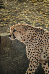 Cheetah in profile view at Belgrade Zoo, showing its spotted coat and elegant body.