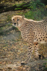 Cheetah walking away in Belgrade Zoo enclosure surrounded by autumn leaves.