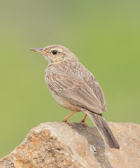 long billed pipit