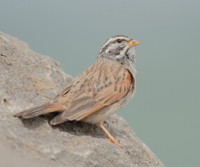 Striolated bunting