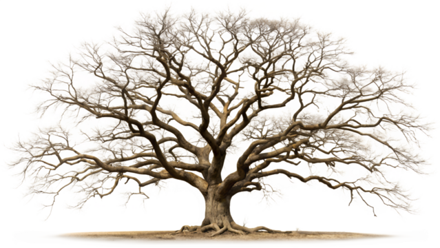 Majestic bare tree with intricate branches isolated on transparent background, showcasing natures artistry in a captivating and detailed composition