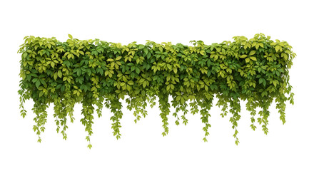 A lush green hedge of ivy with trailing vines, isolated on a transparent background