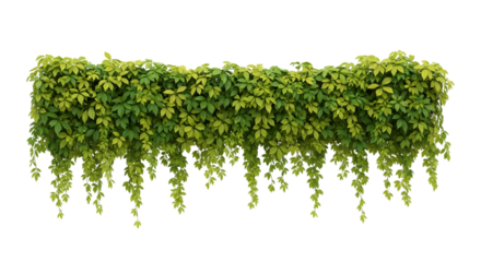 A lush green hedge of ivy with trailing vines, isolated on a transparent background