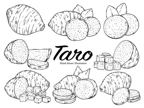 Set of hand drawn taro root vegetable outline drawing illustration