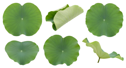 Collection of five green lotus leaves in various shapes and positions, isolated on transparent background