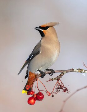 A Eurasian Bober perched on a branch with berries