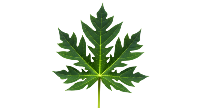 A single green papaya leaf with deep lobes and serrated edges, isolated on a transparent background