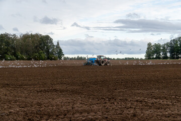 Modern tractor sowing seeds on plowed farmland with seagulls flying around, agricultural machinery working in countryside field under cloudy sky