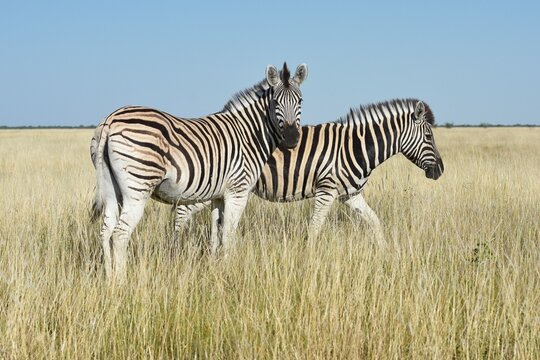 Steppenzebras (Equus quagga) im Etoscha Nationalpark in Namibia