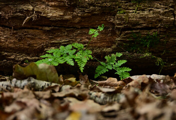 A small, green fern sprouting from the base of a large, rotting log.