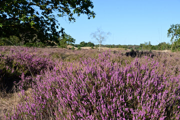 Wide-angle landscape of a vibrant purple heather field on the Drunense Duinen.