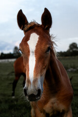 Fototapeta premium Close up portrait of young foal with white blaze on forehead standing on pasture, brown horse colt face in rural countryside farm environment