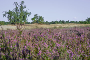 Obraz premium A beautiful landscape of blooming purple heather fields under a clear sky. The vibrant heather in the foreground gives way to a sandy, hilly background with scattered trees, capturing the essence of a