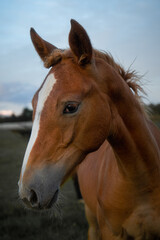 Fototapeta premium Close up portrait of young foal with white blaze on forehead standing on pasture, brown horse colt face in rural countryside farm environment