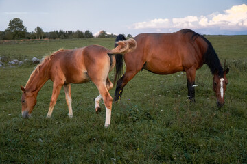 Mare and foal grazing together on green pasture at countryside farm during sunset, rural landscape symbolizing family, care and natural harmony