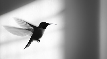 Fototapeta premium Hummingbird flits gracefully in black and white light during a quiet moment indoors