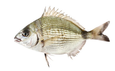 Diplodus annularis, annular seabream isolated on white background, clipping path
