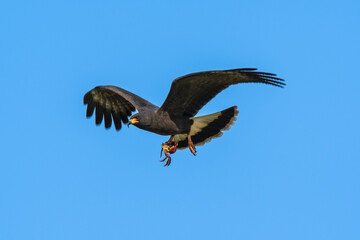 Obraz premium Snail Kite , Ibera Marsh National Park , Corrientes province, Patagonia , Argentina.