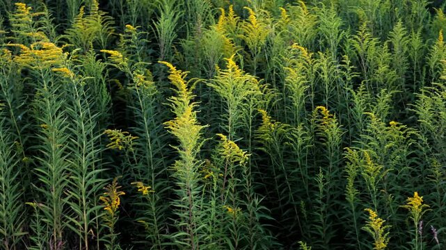 The Canadian goldenrod has taken over the field and displaced all other plants. Yellow flowers in bloom. Invasive species. Solidago gigantea. Ecosystem disruption. Environmental problem. 4K footage.