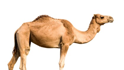 Camel profile, light tan