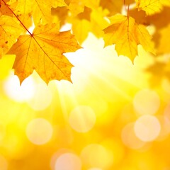 Obraz premium Autumn leaves bathed in sunlight