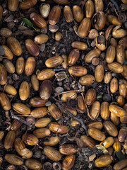 Obraz premium Fallen Acorns On Forest Ground