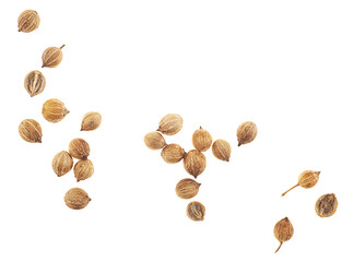 Coriander seeds isolated on a white background, top view. Cilantro grains. Coriander herb seeds.