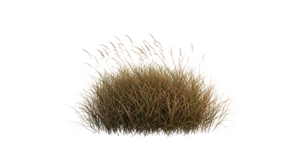 Bush of Tall Grasses with White Edges on Black Background