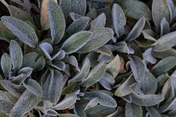 close up of a plant