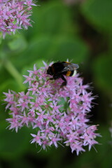 bumblebee on a flower