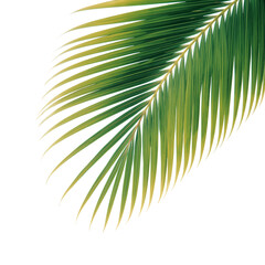 Green palm frond isolated on transparent background