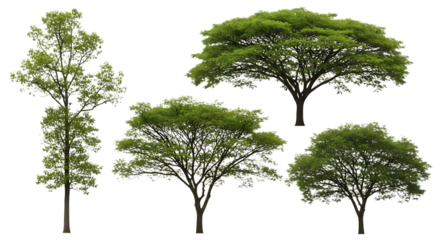 Collection of diverse green trees foliage leaves