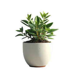 Obraz premium A vibrant houseplant in a simple, textured, off-white pot against a stark black backdrop.